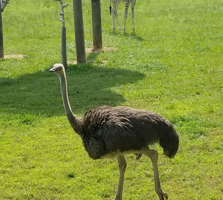 ostrich-photo